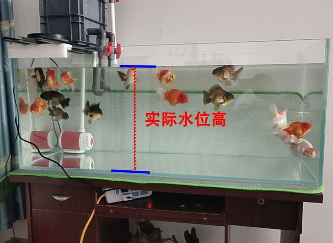 20cm的魚缸可以養(yǎng)多少魚：20cm魚缸養(yǎng)殖的誤區(qū)在魚缸養(yǎng)殖過程中 魚缸百科 第2張