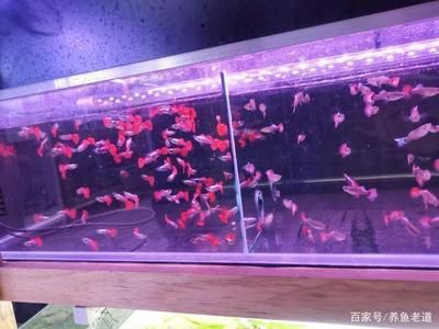 60厘米的魚缸用什么過(guò)濾比較好：60厘米的魚缸過(guò)濾器選擇合適的過(guò)濾設(shè)備需要考慮多個(gè)因素 魚缸百科 第3張