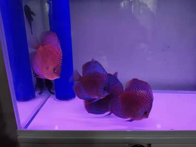 260升水的魚缸潛水泵買多大的：魚缸潛水泵怎么選？