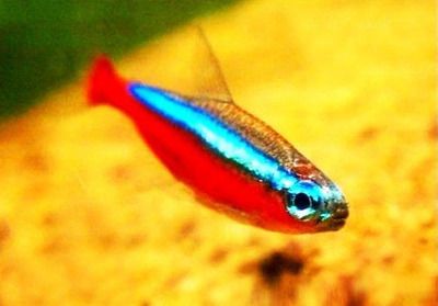 5個厚的玻璃可以粘多大的魚缸：5個厚的玻璃可以粘接的最大魚缸尺寸是多少？ 魚缸百科 第4張