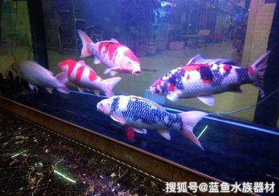 5個厚的玻璃可以粘多大的魚缸：5個厚的玻璃可以粘接的最大魚缸尺寸是多少？ 魚缸百科 第3張