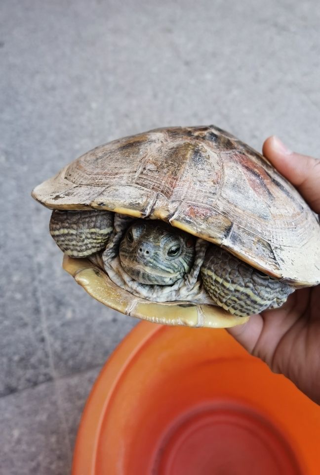 龜龜：老家放在桶里養(yǎng)的龜；請教一下各位老師 觀賞魚論壇 第1張