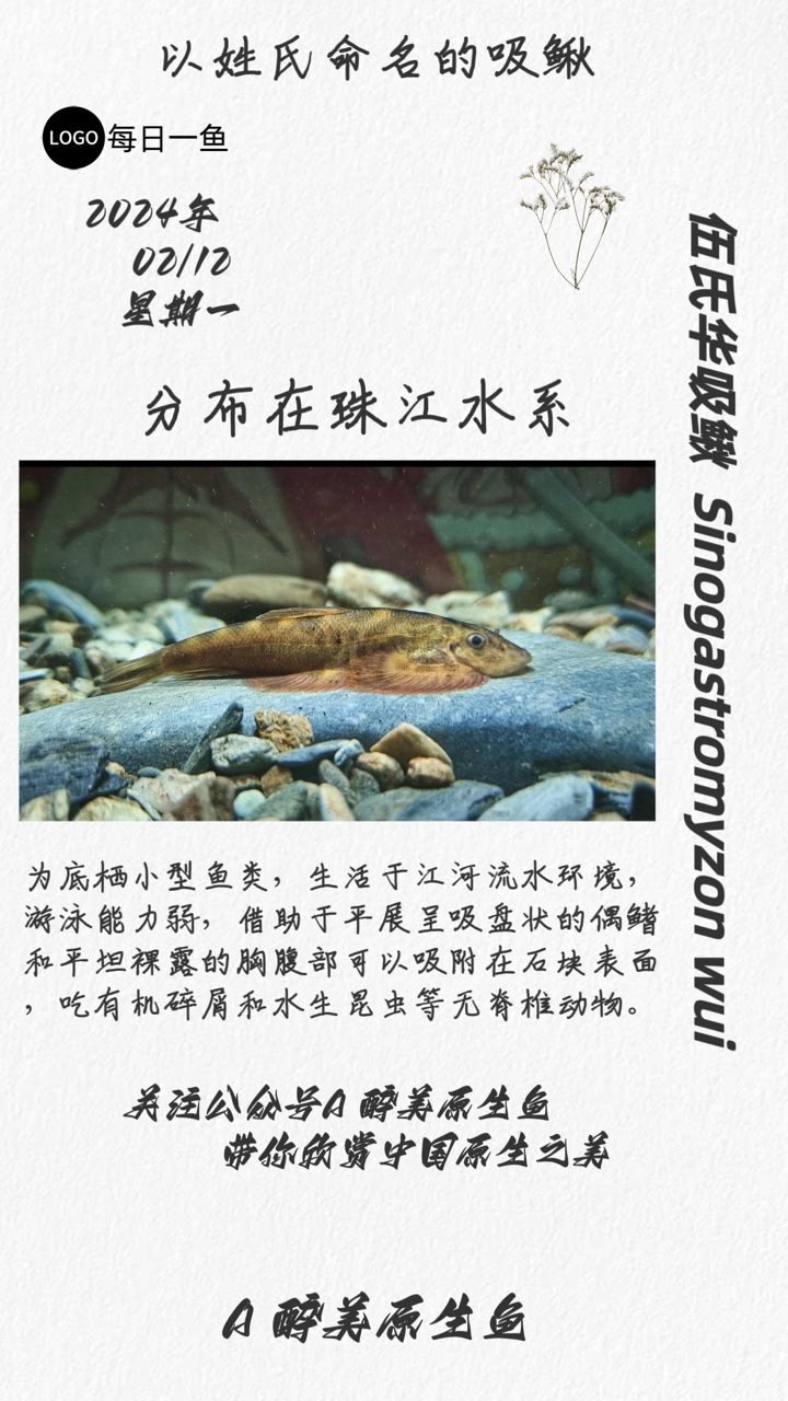 伍氏華吸鰍：分布在珠江水系 觀賞魚(yú)論壇