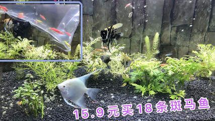 60的魚缸養(yǎng)多少斑馬魚：60厘米的魚缸適合養(yǎng)多少斑馬魚