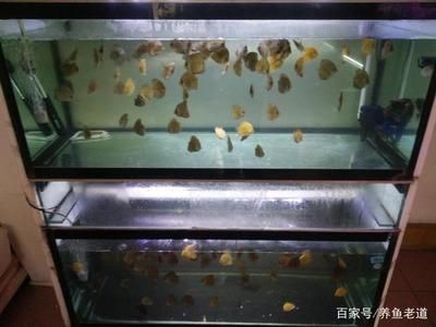 1米魚缸適合養(yǎng)幾條七彩成魚呢視頻：1米的魚缸適合養(yǎng)幾條七彩成魚