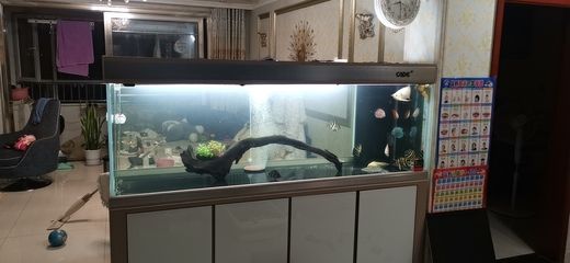 40公分魚(yú)缸用什么過(guò)濾：40公分魚(yú)缸過(guò)濾器選擇過(guò)濾器的注意事項(xiàng)及注意事項(xiàng)