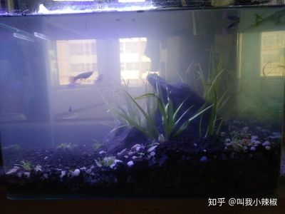 30cm魚缸多大：30cm， 魚缸百科 第2張