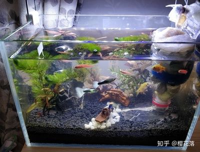 30cm魚缸多大：30cm， 魚缸百科 第1張