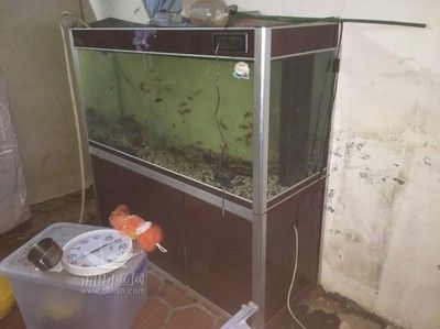 60帶蓋魚缸改裝：60厘米的帶蓋魚缸如何改造