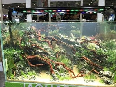 2024長(zhǎng)城水族展：2024長(zhǎng)城水族展將于2024年9月10-13日在廣州市舉辦 魚缸百科 第3張