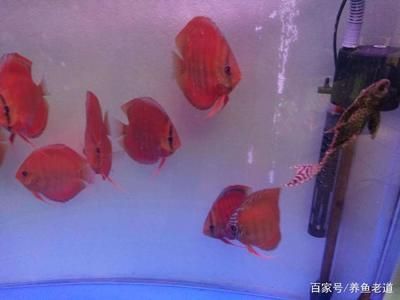 80厘米魚缸養(yǎng)多少七彩神仙魚：80厘米的魚缸中養(yǎng)七彩神仙魚的數(shù)量并不是絕對(duì)的