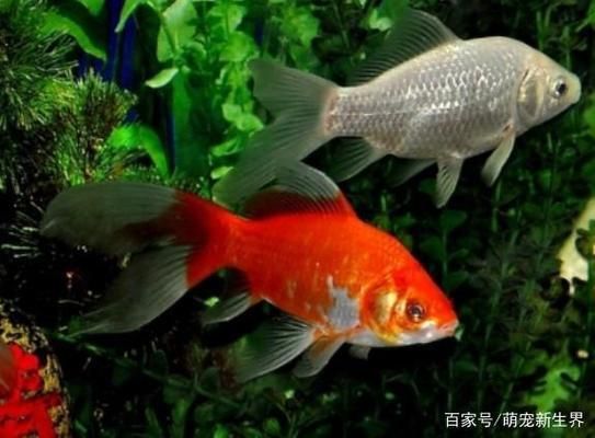 diy魚缸除油膜：diy魚缸除油膜方法 魚缸百科 第4張