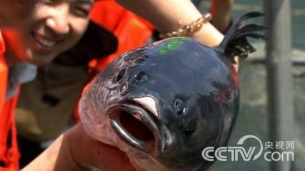 600mm魚缸能盛多少升水：25篇600mm魚缸容量中型魚缸容積小型魚缸規(guī)格 魚缸百科 第1張