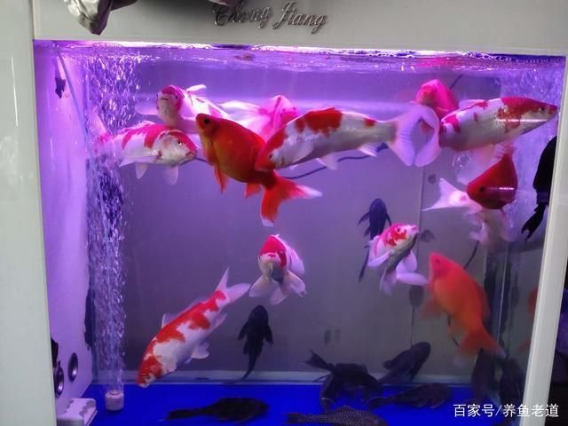 80CM的魚缸能養(yǎng)幾條蝴蝶鯉：關(guān)于蝴蝶鯉的問(wèn)題 魚缸百科 第1張