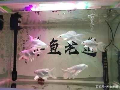 80CM的魚缸能養(yǎng)幾條蝴蝶鯉：關(guān)于蝴蝶鯉的問(wèn)題 魚缸百科 第3張