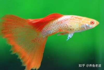 80CM的魚缸能養(yǎng)幾條蝴蝶鯉：關(guān)于蝴蝶鯉的問(wèn)題 魚缸百科 第4張