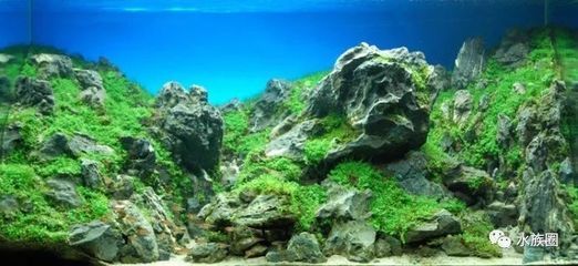 22厘米魚缸怎么造景：沉木和石頭在魚缸造景中的作用 魚缸百科 第2張