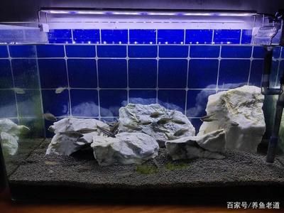 30厘米小魚缸造景水泵安裝視頻：30厘米小魚缸造景水泵安裝教程 魚缸百科 第3張