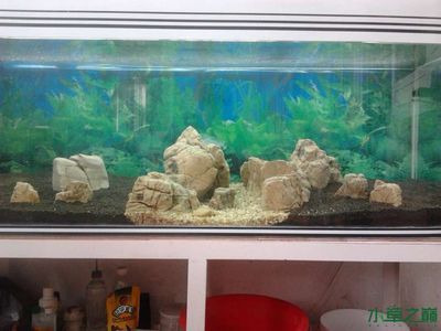 50厘米的魚缸造景：50厘米魚缸造景設(shè)計(jì) 魚缸百科 第1張