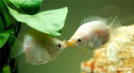 90高的魚缸適合養(yǎng)什么魚：90高的魚缸適合養(yǎng)什么魚？ 魚缸百科 第3張