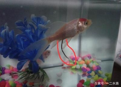 80的魚缸可以養(yǎng)幾條金魚：80厘米的魚缸可以養(yǎng)5條金魚嗎？ 魚缸百科 第4張