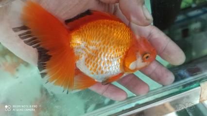 80魚缸可以養(yǎng)幾條泰獅：80魚缸適合養(yǎng)5條泰獅嗎？ 魚缸百科 第3張