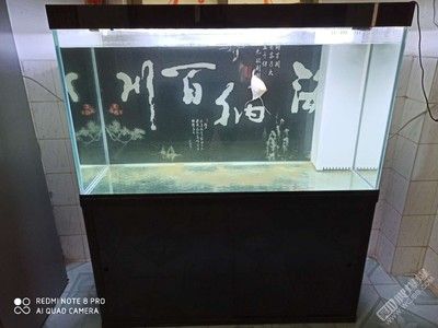 1米長的魚缸養(yǎng)什么魚比較好：一米的魚缸養(yǎng)什么魚比較好？ 魚缸百科 第1張