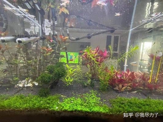 60生態(tài)魚缸造景效果圖：60魚缸沉木造景圖片大全 魚缸百科 第3張