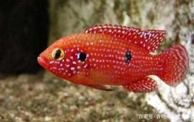 30種常見熱帶觀賞魚紅寶石魚：紅寶石魚的特征和繁殖 魚缸百科 第1張