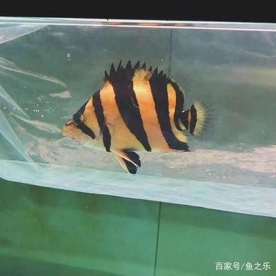 泰虎和印尼虎魚的區(qū)別：泰虎和印尼虎魚有什么區(qū)別？ 泰國(guó)虎魚 第2張