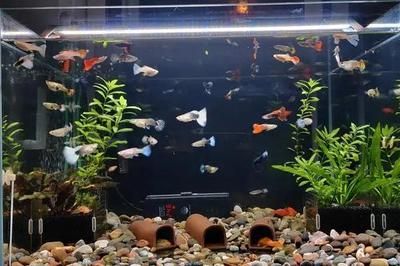 100l的魚缸：100升的魚缸適合養(yǎng)一些小型魚類，需要考慮到過濾器和加熱棒的選擇 魚缸定做 第2張