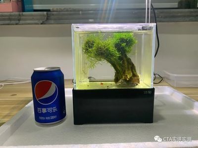 100l的魚缸：100升的魚缸適合養(yǎng)一些小型魚類，需要考慮到過濾器和加熱棒的選擇 魚缸定做 第3張