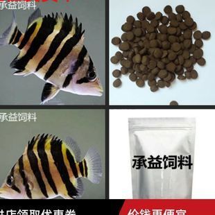 四紋虎魚吃飼料嗎：四紋虎魚可以適應人工飼料嗎 印尼四紋虎 第1張