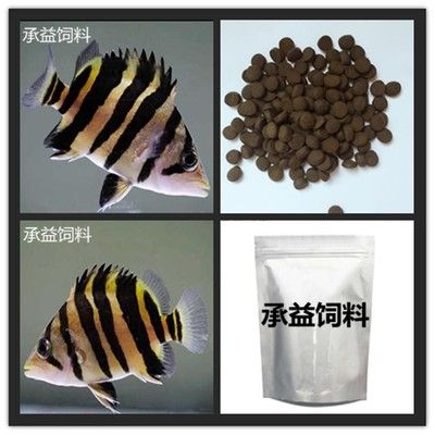 四紋虎魚吃飼料嗎：四紋虎魚可以適應人工飼料嗎 印尼四紋虎 第2張