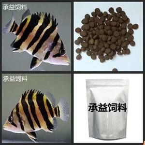 四紋虎魚吃飼料嗎：四紋虎魚可以適應(yīng)人工飼料嗎 印尼四紋虎 第3張