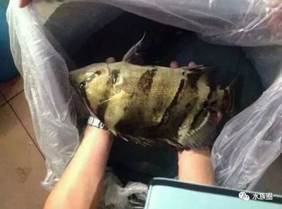 1.2米魚缸沉木造景：1.2米魚缸沉木造景1.2米魚缸沉木造景詳細(xì)步驟和要點(diǎn) 魚缸百科 第2張