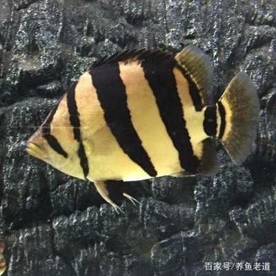 三紋泰虎魚圖片：三紋泰虎魚圖片大全