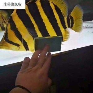 四紋虎魚(yú)水溫需要多少度：印尼四紋虎魚(yú)水溫需要多少度四紋虎魚(yú)水溫需要多少度 印尼四紋虎 第1張