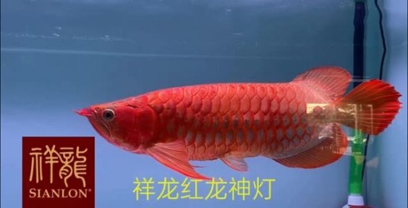 馬印神燈發(fā)藍：馬印神燈怎么樣