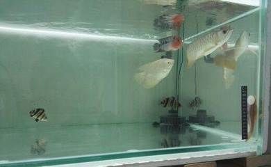 三紋帶雜的虎魚(yú)多少錢(qián)：三紋帶雜的虎魚(yú)多少錢(qián)一斤 印尼三紋虎 第3張