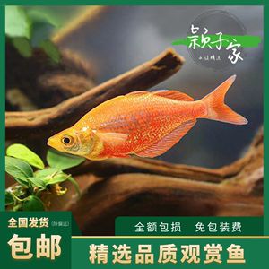 常見熱帶觀賞魚名稱配圖片：寶蓮燈魚學名為cheirodcoaxclrodi