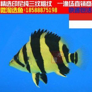 三紋虎魚貴嗎值得養(yǎng)嗎：三紋虎魚值得養(yǎng)嗎， 印尼三紋虎 第3張