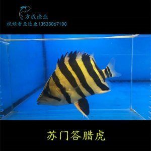 三紋虎魚貴嗎值得養(yǎng)嗎：三紋虎魚值得養(yǎng)嗎， 印尼三紋虎 第1張