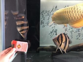 印尼虎魚溫度20度：關(guān)于印尼虎魚適宜水溫的具體信息 虎魚百科 第3張