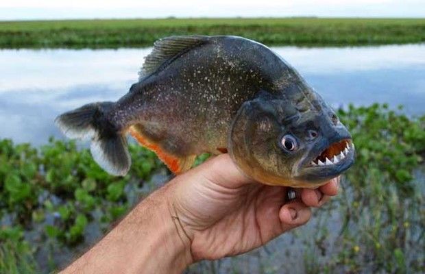 蘇虎魚水質(zhì)要求標準是多少：蘇虎魚水質(zhì)要求標準是多少蘇虎魚水質(zhì)要求標準是多少 蘇虎 第1張