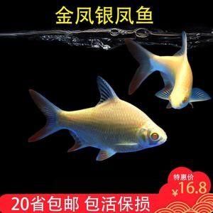 元寶鳳凰魚和什么魚能混養(yǎng)一起：元寶鳳凰魚和什么魚能混養(yǎng)一起呢？