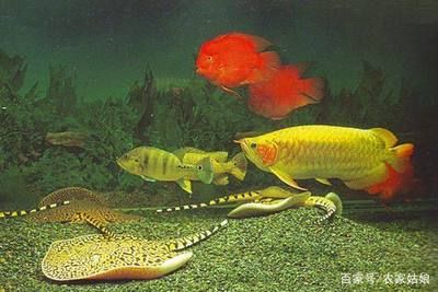 魟魚(yú)和什么魚(yú)一起養(yǎng)：穗魚(yú)和什么魚(yú)一起養(yǎng) 魟魚(yú)百科 第1張