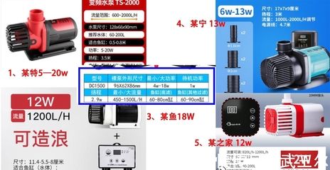 時(shí)隔多年雷賽達(dá)斯 觀賞魚論壇 第1張