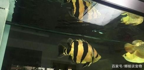 泰國虎魚飼養(yǎng)方法及溫度視頻：泰國虎魚的飼養(yǎng)方法及溫度視頻