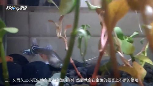 虎魚身上有白點(diǎn)流膿：虎魚身上出現(xiàn)白點(diǎn)和流膿可能是指的小瓜蟲?。òc(diǎn)病）